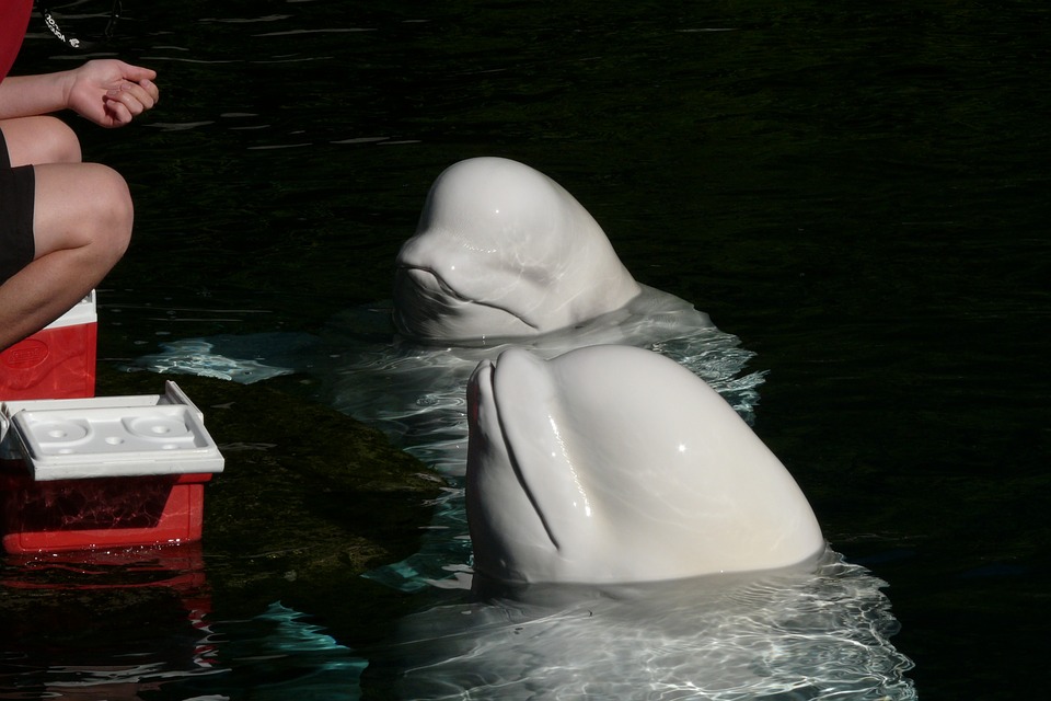 delfin-vancouver-aquarium